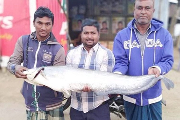 ১০ কেজি বোয়ালের মূল্য ২৩ হাজার টাকা