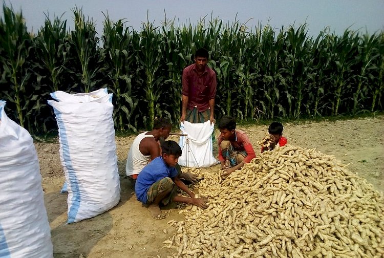 ‘মিষ্টি আলু’ চাষে ভাগ্য ফিরছে চাষিদের