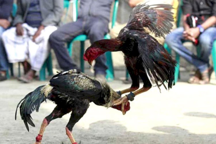 মোরগের ‘ছুরিকাঘাতে’ মালিকের মৃত্যু