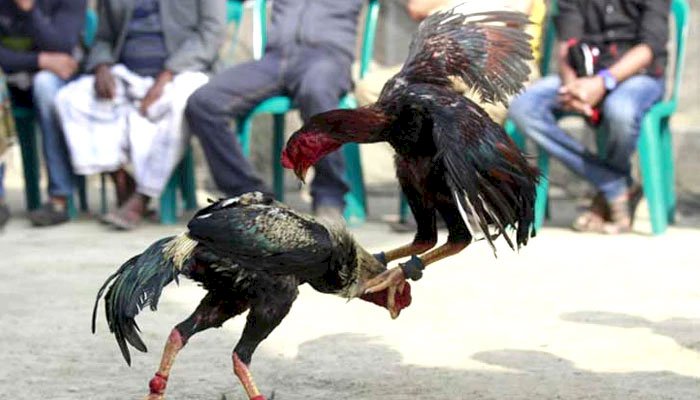 মোরগের ‘ছুরিকাঘাতে’ মালিকের মৃত্যু