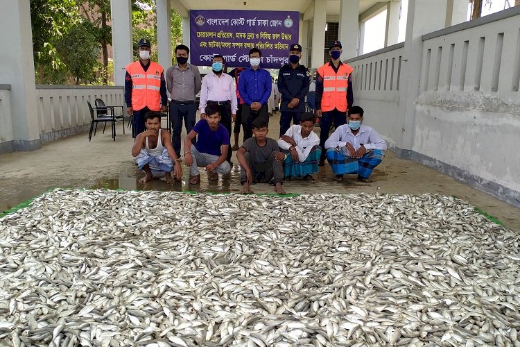 বাংলাদেশ কোস্ট গার্ডের অভিযানে ৩ হাজার কেজি জাটকাসহ আটক ৬; পিকআপ জব্দ