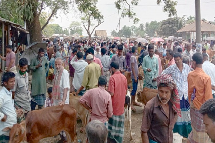 চলছে লকডাউন, বসেছে গরুর হাট!