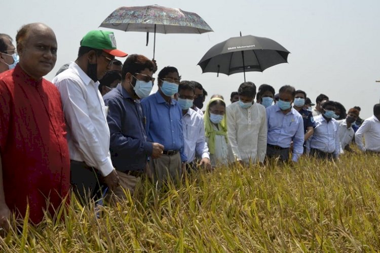 হাওরে ধানের ঝুঁকি কমাতে আগাম জাতের ধানের চাষে গুরুত্ব দেয়া হচ্ছে : কৃষিমন্ত্রী