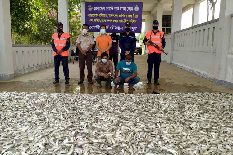 চাঁদপুরে দেড় হাজার কেজি জাটকা জব্দ