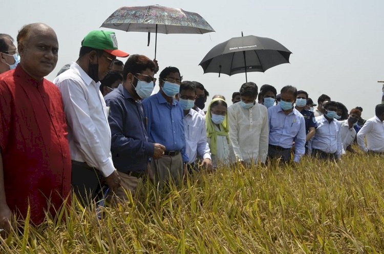 হাওরে ধানের ঝুঁকি কমাতে আগাম জাতের ধানের চাষে গুরুত্ব দেয়া হচ্ছে : কৃষিমন্ত্রী