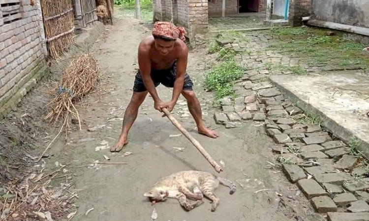 নির্মমভাবে বন্যপ্রানী পিটিয়ে হত্যা, অভিযুক্ত আটক