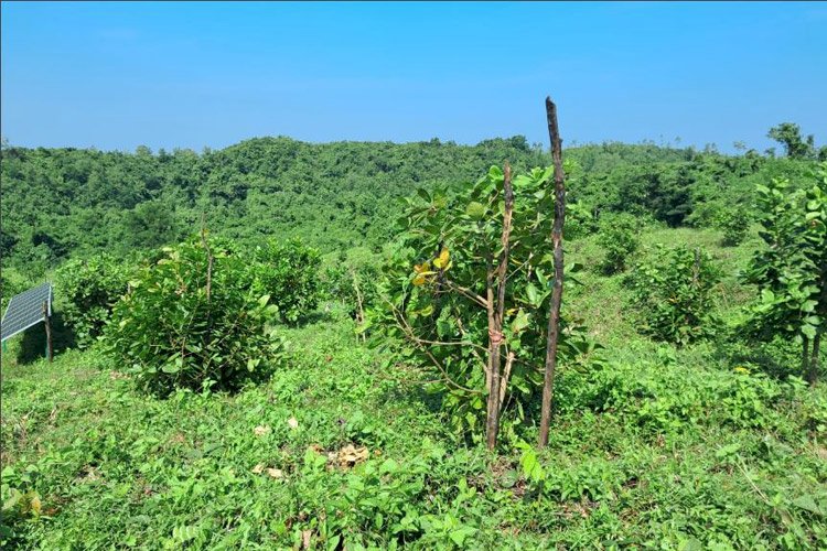 পার্বত্য অঞ্চলে  'লাভজনক' কাচুবাদাম চাষে ঝুঁকছে মানুষ, রপ্তানীর স্বপ্ন